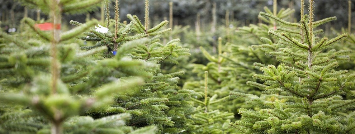 Cut your own Christmas tree near me. Buy Christmas tree near me in UK | ChristmasTreeFarms.co.uk
